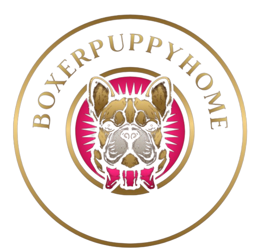 boxer puppies
